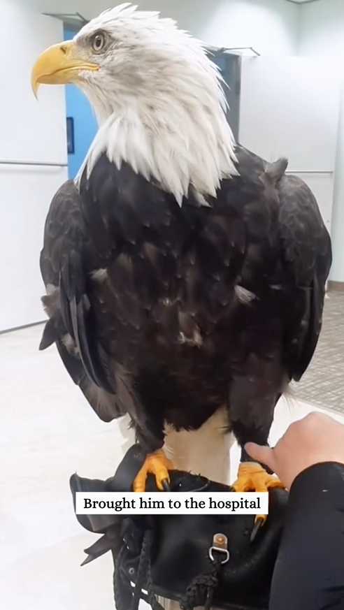 C0810024_Rescue poor bald eagle then_part2