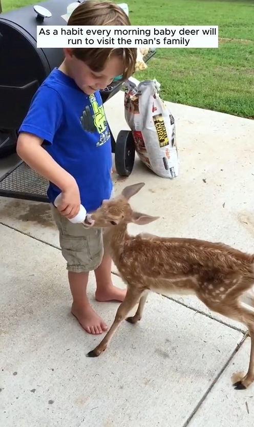 C0110001 Baby deer knows howto say thank you to his benefactor_part2