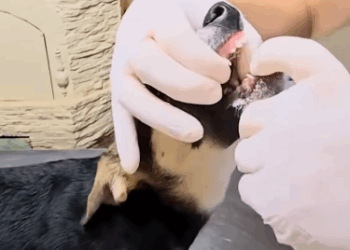 C0311011_man poor puppy. #rescue #rescueanimals #animals #rescuepuppy_part2