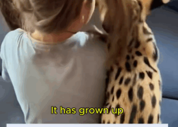 C0811025_Adopted poor serval cat #servalcat #lovestory #rescueanimals #cut…_part2