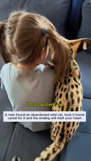 C0811025_Adopted poor serval cat #servalcat #lovestory #rescueanimals #cut…_part2