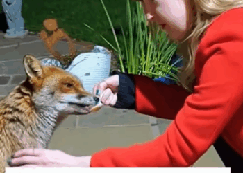 C0811026_rescued fox came to visit #fox #lovestory #rescueanimals #reuni… (1)_part2