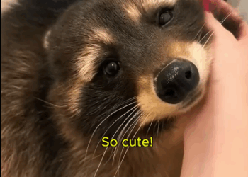 C0811027_Rescuing stuck Raccoon #raccoon #lovestory #rescueanimals #cute_part2