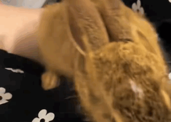 C0811028_Adopted abandoned baby bunny #bunny #lovestory #rescueanimals #cute…_part2