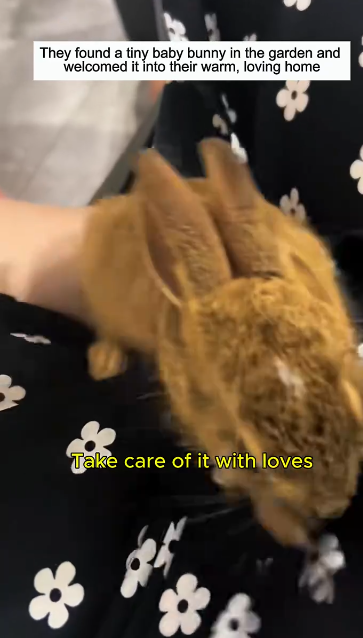 C0811028_Adopted abandoned baby bunny #bunny #lovestory #rescueanimals #cute…_part2