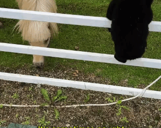 C0811029_Rescuing poor baby bear trapped heartwarming ending #bear #lo…_part2