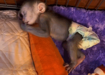C0811030_Poor baby monkey rescued given home #monkey #rescue #lovean…_part2