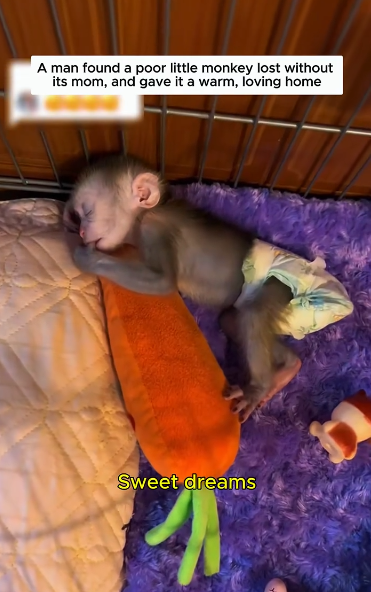 C0811030_Poor baby monkey rescued given home #monkey #rescue #lovean…_part2