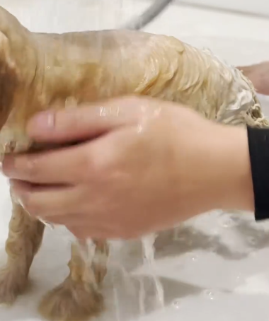 C1011001_adopted poor dog had been chained up on farm years and…_part2