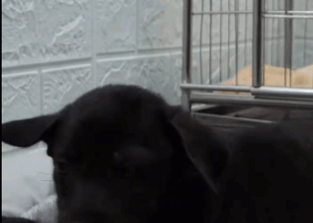 C1011002_on my way home work saw poor dog limping around on st…_part2