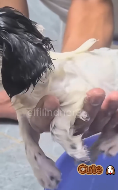 C1011003_while was taking out trash saw poor puppy decided_part2