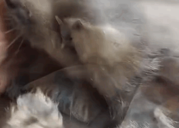 C0311012_Surprise mother later. #rescue #rescueanimals #animals #fyp #fox_part2