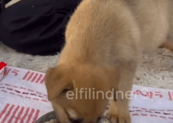 C1011006_While was picking vegetables in backyard, heard strange noise…_part2