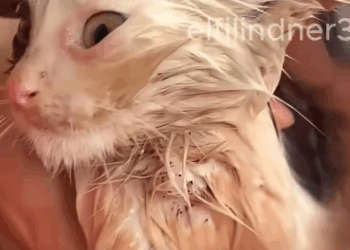 C1011007_was walking in park saw poor kitten. decided to_part2