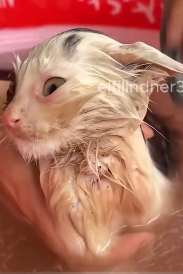 C1011007_was walking in park saw poor kitten. decided to_part2