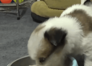 C1011008_was out walk saw poor puppy running down street_part2