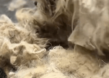 C1011009_While was exercising, saw poor dog lying motionless on side…_part2