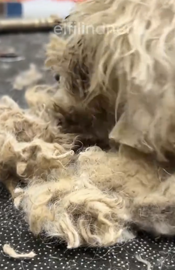 C1011009_While was exercising, saw poor dog lying motionless on side…_part2