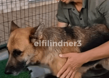 C1011010_on my way home work saw poor dog on side of road_part2