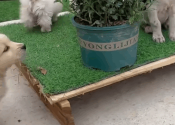 C1011011_poor dog was lying unconscious on road exhaustion. saw…_part2