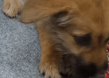 C1011012_one winter weekend morning went to exercise near my house saw…_part2