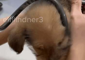 C1011013_found poor little dog sleeping on side of road. It loo…_part2