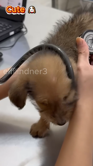 C1011013_found poor little dog sleeping on side of road. It loo…_part2