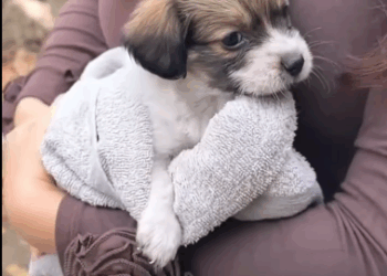 C0311013_Rescue puppy. #rescue #rescueanimals #animals #rescuepuppy #fyp #pu…_part2