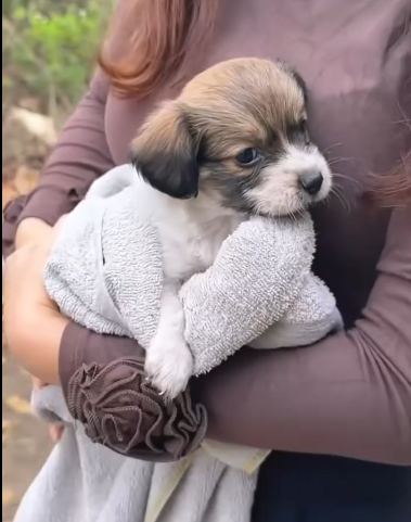 C0311013_Rescue puppy. #rescue #rescueanimals #animals #rescuepuppy #fyp #pu…_part2