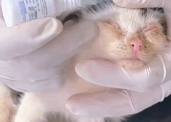 C1011014_poor kitten was wandering on side of road. Finally kind…_part2