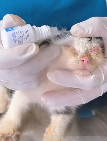 C1011014_poor kitten was wandering on side of road. Finally kind…_part2