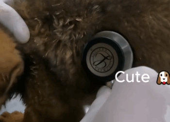 C1011015_poor dog fainted on lake bank because of hunger. Luckily ki…_part2