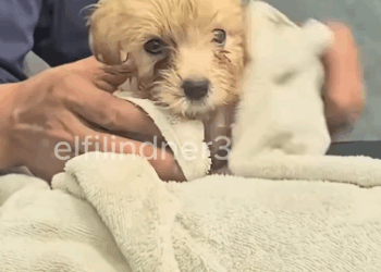 C1011016_After heavy rain, was exercising, in front of gate happened…_part2