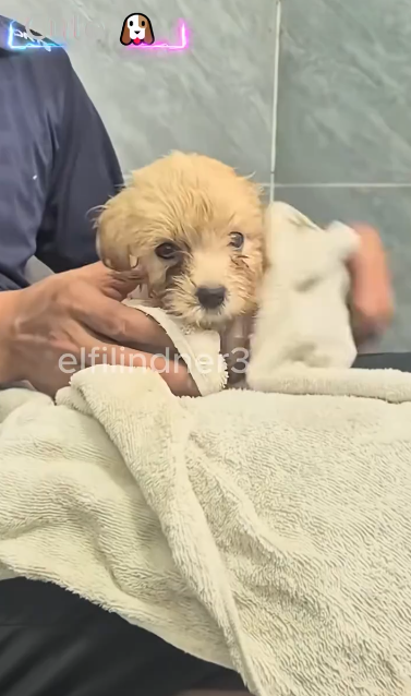 C1011016_After heavy rain, was exercising, in front of gate happened…_part2