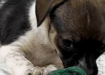 C1011017_While was exercising near my house, saw little dog wandering in…_part2