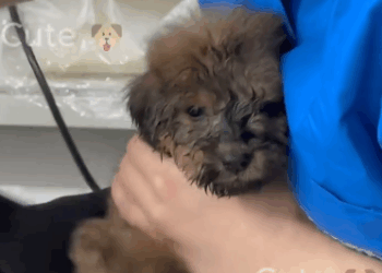 C1011019_One weekend, was fishing at lake saw poor puppy wandering…_part2