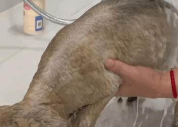 C1011020_poor dog was chained in front of house. didn know what ha…_part2