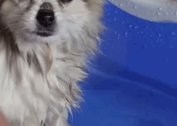 C1011022_on way was going to exercise found poor little dog p…_part2