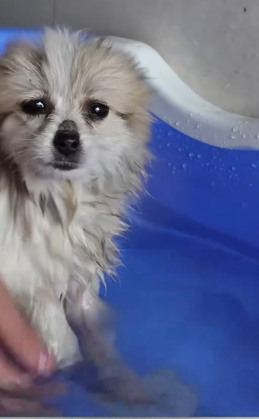 C1011022_on way was going to exercise found poor little dog p…_part2