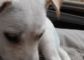 C1011023_while was taking out trash saw poor little abandoned dog…_part2