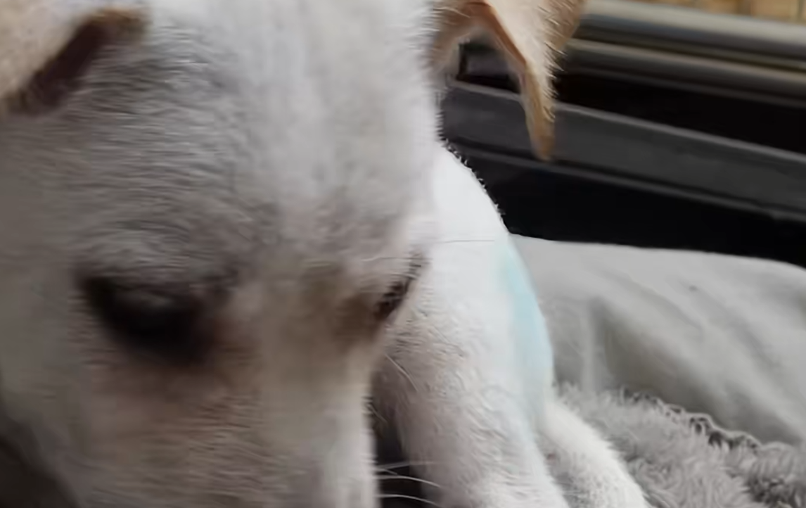 C1011023_while was taking out trash saw poor little abandoned dog…_part2