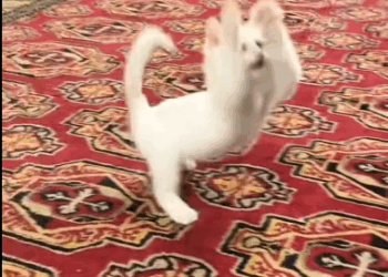 C0311014_Poor kitten #rescue #rescueanimals #animals #fyp #kitten #rescuekit…_part2