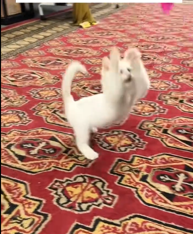 C0311014_Poor kitten #rescue #rescueanimals #animals #fyp #kitten #rescuekit…_part2