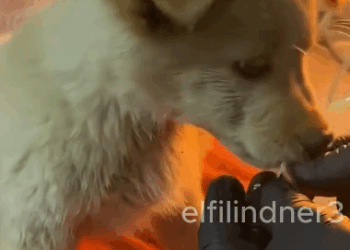 C1011026_poor dog was abandoned on highway luckily kind man saw_part2