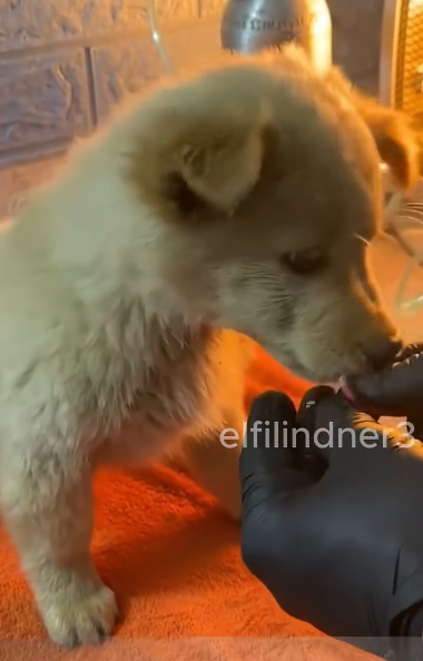 C1011026_poor dog was abandoned on highway luckily kind man saw_part2