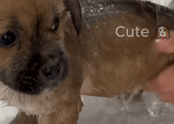 C1011027_When came home work, saw poor boy curled up in corner_part2