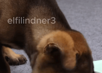 C1011028_On my way home work, saw small dog lying motionless on s…_part2