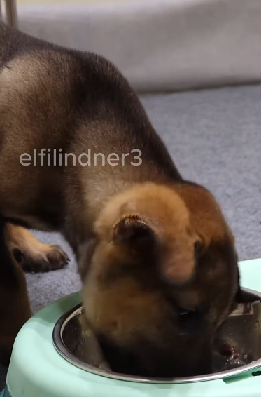 C1011028_On my way home work, saw small dog lying motionless on s…_part2