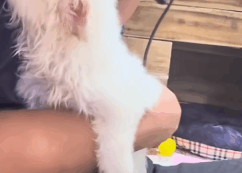 C1011029_After my husband had just finished dinner at restaurant and…_part2