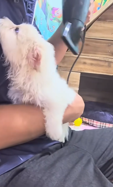 C1011029_After my husband had just finished dinner at restaurant and…_part2